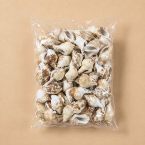 13.2 lbs Sea Shells 2