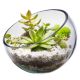 Glass Terrarium Bowl Slanted Slant Cut with  succulents and fruits