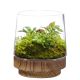 Plant Terrarium Vase with Wood Base Stand H-8