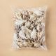 50 pcs Sae Conch 4