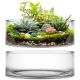Clear Glass Cylinder Vase and decorated with succulents