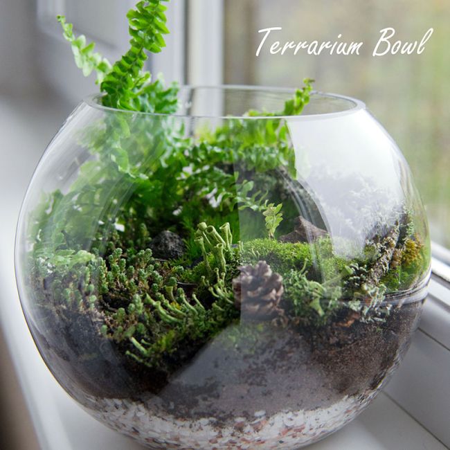 Clear Glass Bubble Bowl H-6" W-8" Clear Glass Bubble Bowl H-6" W-8"