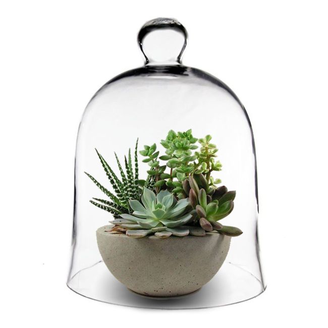Large Glass Bell Cloche Display Dome Large Glass Bell Cloche Display Dome