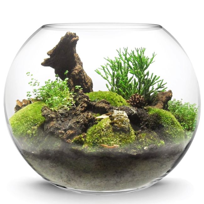 Large Glass Bubble Fish Bowl Terrarium Vase | Glass Vases Depot